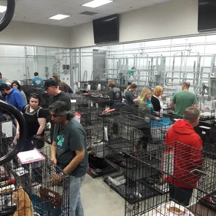 Milking parlor during the mega adoption event