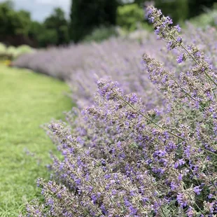 A walk through the WR Gardens delight the eyes, tickles the nose &amp; nurtures the soul. It's worth the trip to take this walk. May 2020