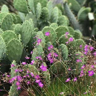 A walk through the WR Gardens delight the eyes, tickles the nose &amp; nurtures the soul. It's worth the trip to take this walk. May 2020