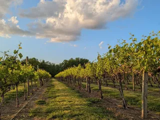 Holy Field Vineyard & Winery