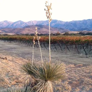 a view of a vineyard