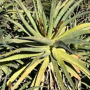 Aloe Vera