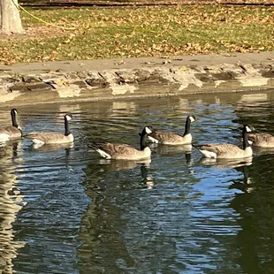 Six Geese in the Pond