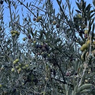 Olive Tree