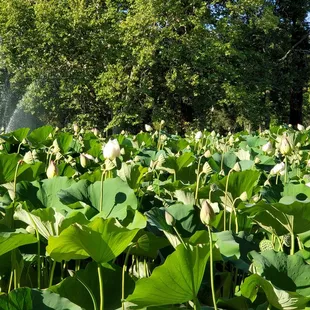 Lotus Flowers