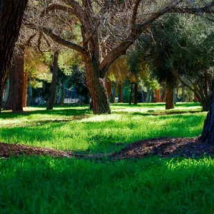 Field near group camping area.