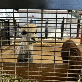 Alpaca in the barn area...