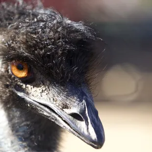 Emu at the park
