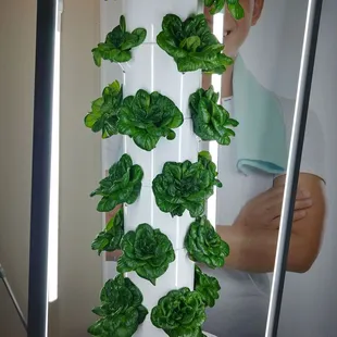 Hydroponics