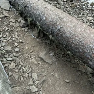 Random miss and trees on the trail