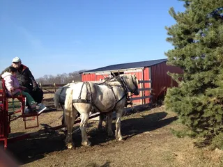Ben's Christmas Tree Farm