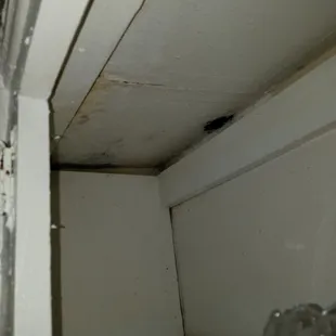 A TINY portion of some black mold