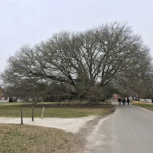 Lots of trees now, but ironically there weren&apos;t many in Colonial times for fear of fire