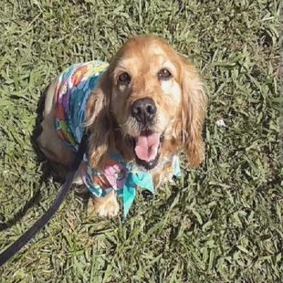 Taking cookie out for a quick afternoon stroll.