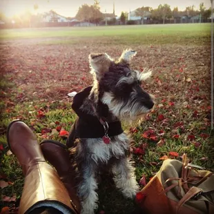 Enjoying fall with Niki in the park
