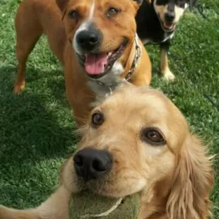 Old picture playing fetch at the park.
