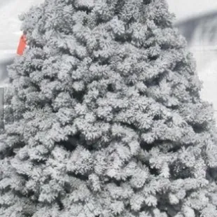 My family has been going to this lot for three generations. Trees and family are both amazing!