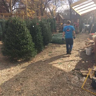 Lots of help when picking out your tree