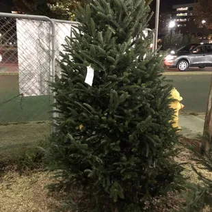 125$! Amazing tree!