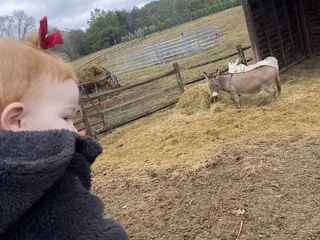 Cedar Lake Tree Farm