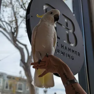 Bird friendly!