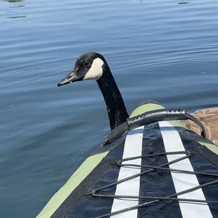 We got nothing for you.  No people food for you, buddy.