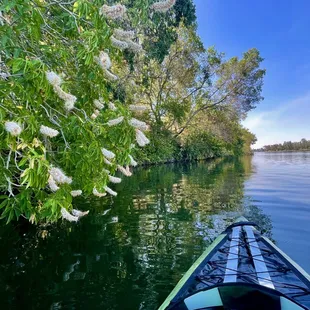 California Buckeye - June 30, 2023.
