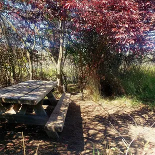 Picnic bench along the path down to the water
