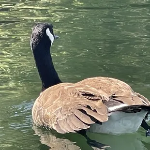 Canadian Goose.