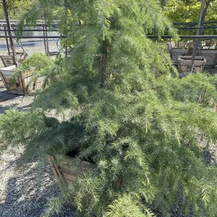 This is a Dawn cedar. Beautiful tree and cheap...