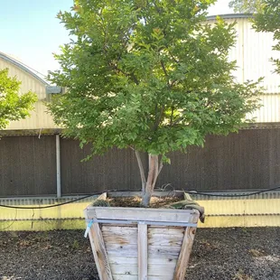 Another crêpe myrtle this one white which is more my preference, $1000 +800 to install