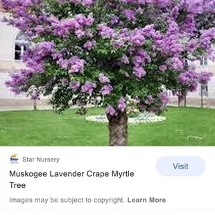 Here's the color of that $1500 crêpe myrtle, $800 install on top. If showy