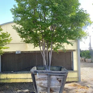 This is a beautiful purple crêpe myrtle, mature, $1500 at $800 to install. Considering!