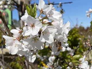 Green Hills Nursery, Inc