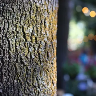 Moss on bark - outside but inside the venue - photo credit https://www.pictureyourlegacy.com