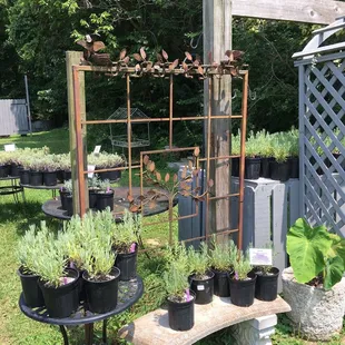 Plants for sale (with instructions!)