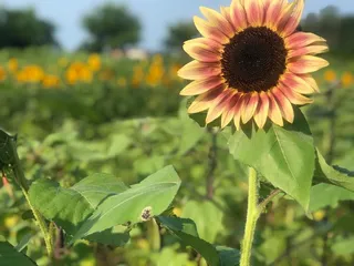 Dollie’s Farm