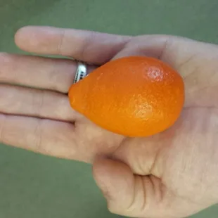 The tiny, juicy Mandarinquat.