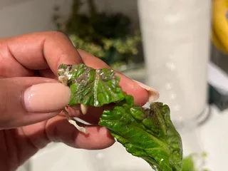 Rascals Teriyaki Grill