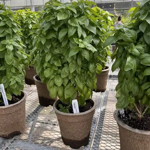 Basil like I've never seen before!