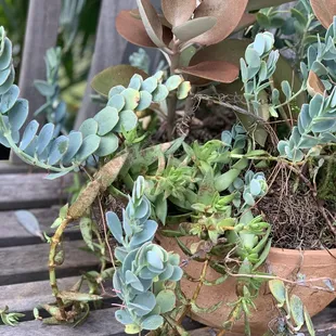 Beautiful potted plants