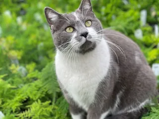 Pembertons Greenhouses