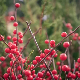 ilex verticillata - winterberry with striking red fruit