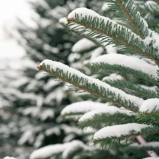 snow on our fresh cut fraser firs