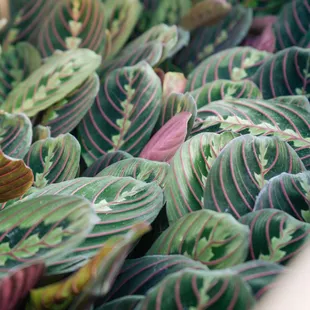 new prayer plants for our lexington location