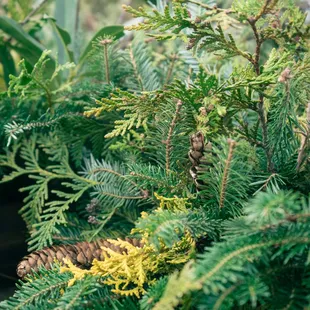 some holiday greenery like cedar, fraser fir, and juniper