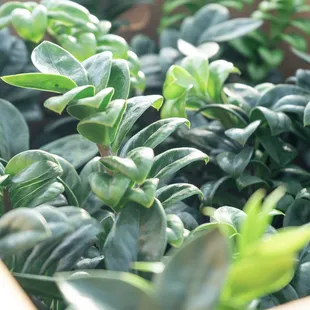 the popular zenzi zz house plant