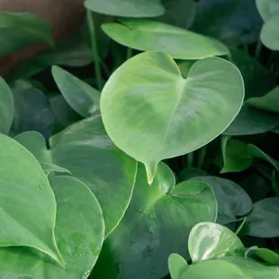 baby monstera deliciosa