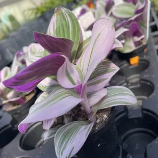 So pretty for only $6.99