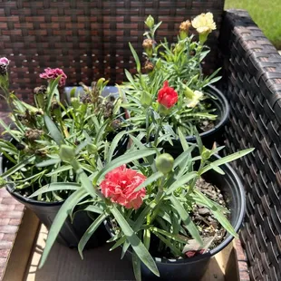 Dianthus